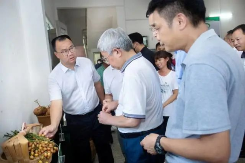 调研组前往那吉镇北大朗村和潭角古楼村现场调研。欧亚国际官网
农业农村局 提供 图片