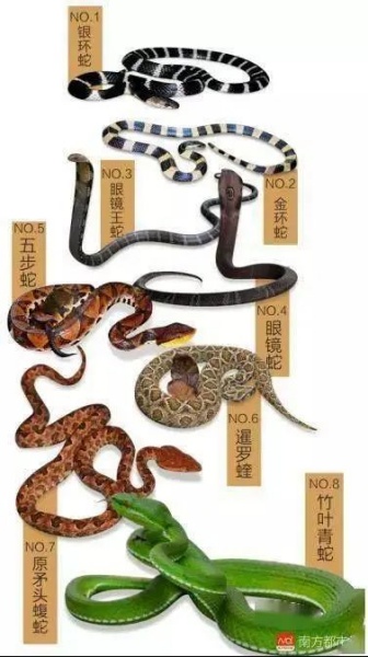 广东常见毒蛇。_副本.jpg